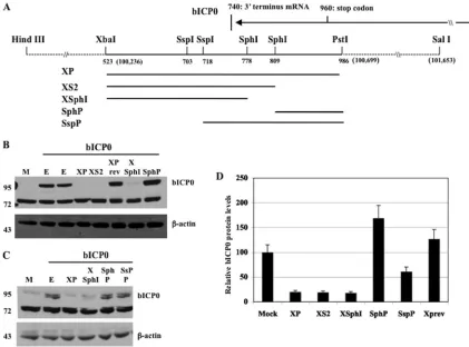 FIG. 1. The XP fragment inhibits bICP0 protein expression. (A) Schematic of the LR gene and plasmid constructs used in this study