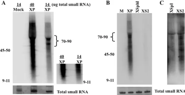 FIG. 3. Identiﬁcation of small RNA in Neuro-2A cells transfected with plasmids expressing XP or fragments within XP