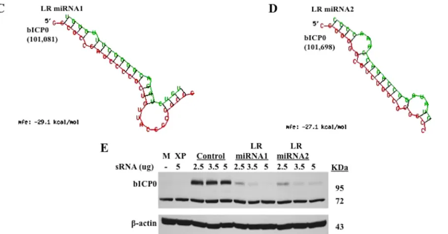 FIG. 6. LR-speciﬁc miRNAs inhibit bICP0 protein levels. (A and B) The BayesMiRNA gene prediction program (version 1.3) was used topredict the mature miRNA within LR sncRNA family 1 and 2