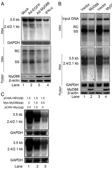 FIG. 1. MyD88 inhibits HBV replication in HepG2.2.15 cells andin a mouse model. (A) HepG2.2.15 cells were mock infected or in-