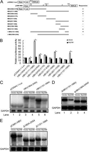 FIG. 6. Mapping of the RNA sequence(s) in HBV pregenomic RNA responsible for HBV RNA decay