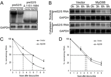 FIG. 7. MyD88 accelerates the decay of HBV pre-S2/S RNA in the nucleus. (A) Huh7 cells were transfected with 1 �its deletion mutant of HBV [HBV(1151-1684)] together with 2by Northern blot analysis