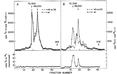 TABLE 1. Viral DNA synthesis in mutant-infectedcellsa