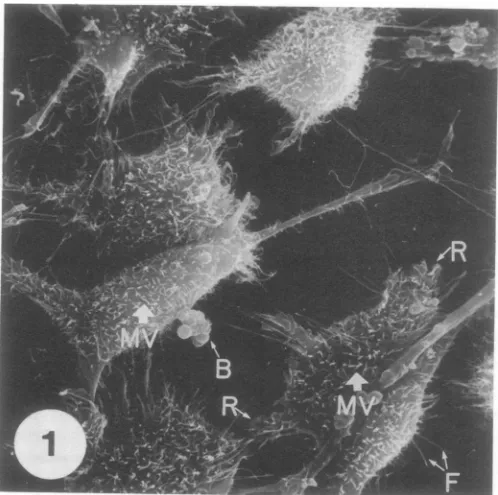 FIG.1.presentpolygonal(MV).technique, Uninfected L2 cell monolayer fixed with glutaraldehyde, prepared by the critical point drying coated with gold and palladium, and viewed by SEM
