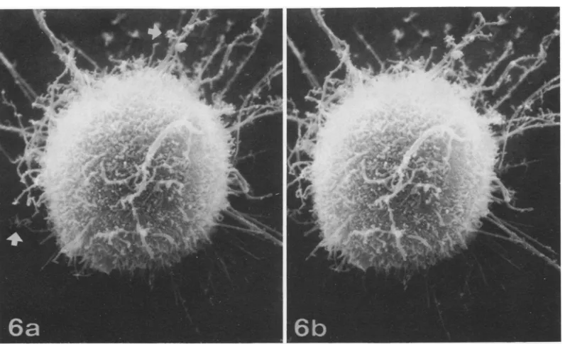 FIG. 5.largerthebranching. High magnification of a VSV-infected cell like that shown in Fig