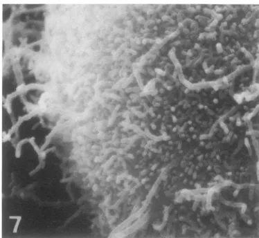 FIG. 7.tion Higher magnification of the lower left of por- the cell shown in Fig. 6. The budding VSV