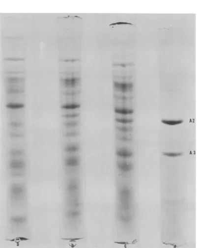 FIG. 2.inCoomassie the The appearance ofphage LV-l structural proteins in extracts of infected A