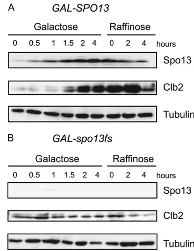 TABLE 2Spo13 inhibits Cdc14 release from the nucleolus