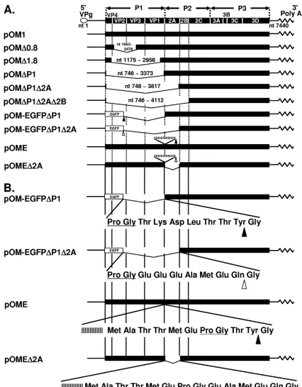 FIG. 1. PV genomic constructions. (A) Construction of PV and recombinant PVs. (B) Junctional amino acid sequences of pOM-EGFP�EGFPshown by underlines