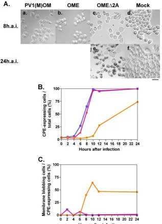 FIG. 4. CPE in cells infected with or without PV1(M)OM, OME, and OME�PV1(M)OM (a), OME (b), or OMEchanges were observed under a microscope