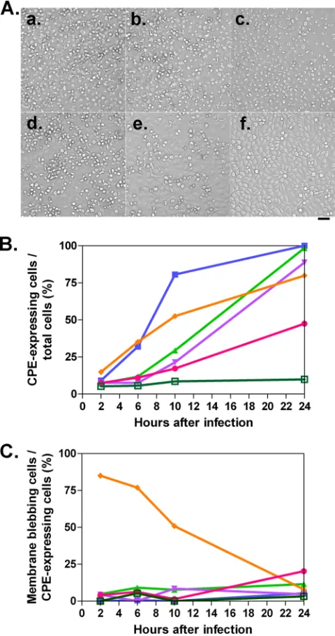 FIG. 7. CPE in the cells infected with PV1(M)OM, OM�OM(f) or infected with PV1(M)OM (a), OM(d), or OMCPE expression among all cells