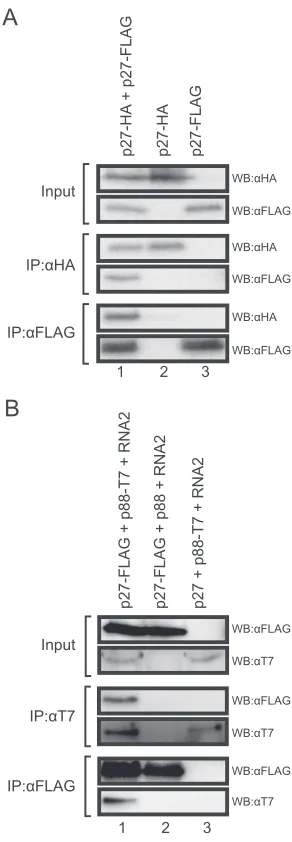 FIG. 1. Interaction of p27 with both p27 and p88. (A) Coimmuno-precipitation analysis of the interaction between p27-HA and p27-