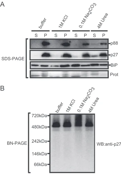 Fig. 3A, the association of BiP with ER was not affected by