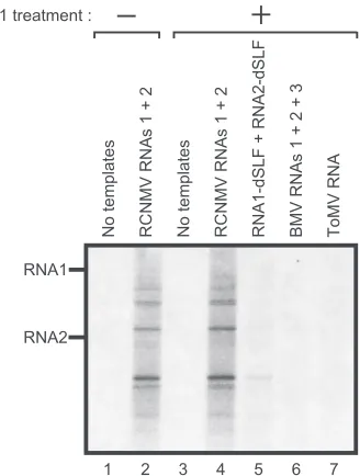FIG. 6. The RdRP activity of the 480-kDa complex exhibits hightemplate speciﬁcity. The RdRP activity of fraction 6 of the sucrose
