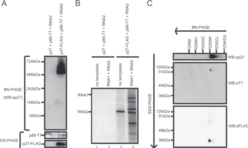 FIG. 7. Identiﬁcation of the components of the 480-kDa complex. The solubilized membrane fractions prepared from Agrobacteriumleaves expressing p27 plus p88-T7 plus RNA2 or p27-FLAG plus p88-T7 plus RNA2 were subjected to afﬁnity puriﬁcation with anti-FLAG