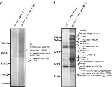 FIG. 8. Identiﬁcation of proteins copuriﬁed with RCNMV RdRP complexes. The solubilized membrane fractions prepared from Agrobacte-riumwith anti-FLAG antibody-conjugated agarose beads