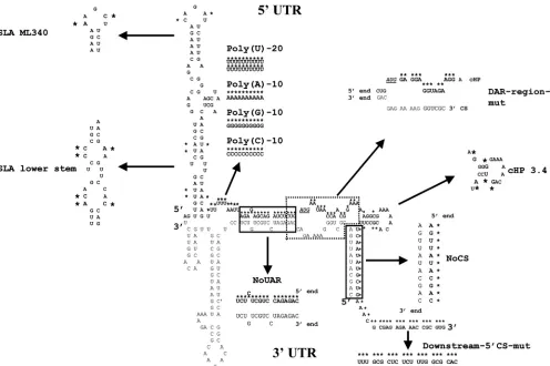 FIG. 6. Mutations introduced into the DENV 5�5indicated by arrows, and the character of the mutations and their effects on RNA structure as predicted by mfold are shown, with mutatednucleotides marked with an asterisk