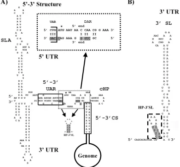 FIG. 2. Secondary structure of the DENV2 5�hairpin at 3alternative stem formation at the 3double-stranded region between the 5orientation (for details, refer to the legend to panel B)