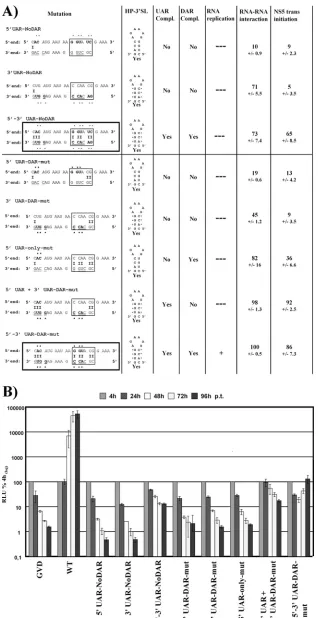 FIG. 4. Primary sequences and complementarity of the DAR elements and the HP-3�of mutations analyzed and results obtained