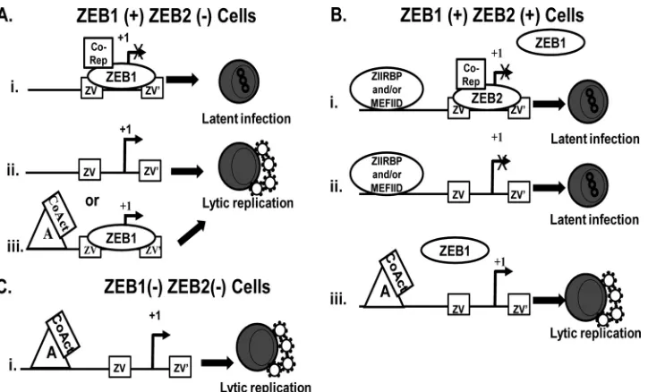 FIG. 12. Working model for how ZEB1 and ZEB2 contribute to regulating BZLF1 gene expression