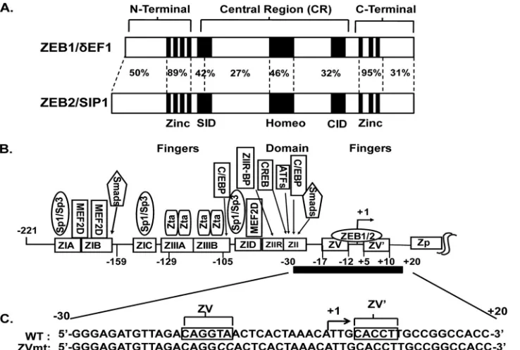 FIG. 1. Schematic diagrams showing structures of ZEB1 and ZEB2 proteins (A), promoter region of the BZLF1elements and theirThe ZV and ZV gene indicating its cis-acting trans-acting factors (B), and the sequences of the wild-type (WT) and ZV mutant (mt) DNA