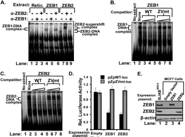 FIG. 2. Both ZEB1 and ZEB2 repress transcription of Zp via binding the ZV element. (A) EMSAs showing ZEB1 and ZEB2 binding to Zp.ZEB1 and ZEB2, synthesized in a cell-free system (TNT), were incubated with a radiolabeled double-stranded WT DNA corresponding to the nt