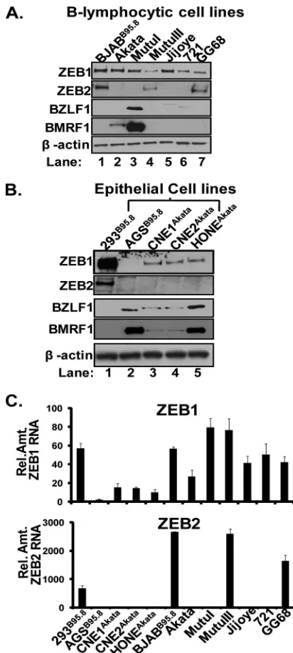 FIG. 3. ZEB1 and ZEB2 levels vary in different EBV-positive celllines. (A and B) Immunoblots showing levels of endogenous cellular