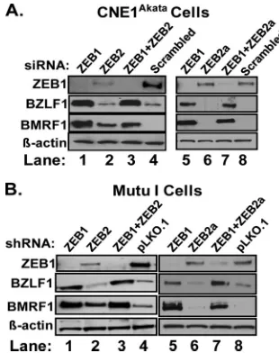 FIG. 5. Knockdown of ZEB1 leads to EBV lytic reactivation inZEB2-negative cell lines. (A) Immunoblot showing effects of siRNAs