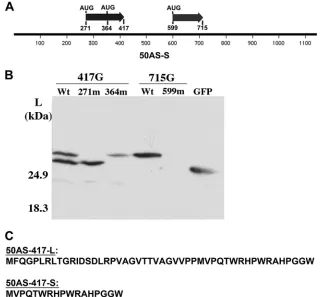 FIG. 8. Conservation of 50AS peptides in different strains ofKSHV. Amino acid sequences of peptides 417 (A) and 715 (B) from