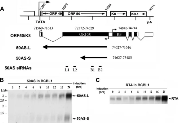 FIG. 1. 50AS RNA structures. (A) Mapping of 50AS transcripts on the ORF 50 locus. Open boxes depict genomic coding regions