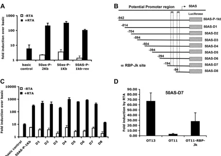 FIG. 2. The 50AS promoter is RTA responsive and bidirectional. (A) Luciferase assays showing that the 50AS promoter and its invertedversion are activated by RTA