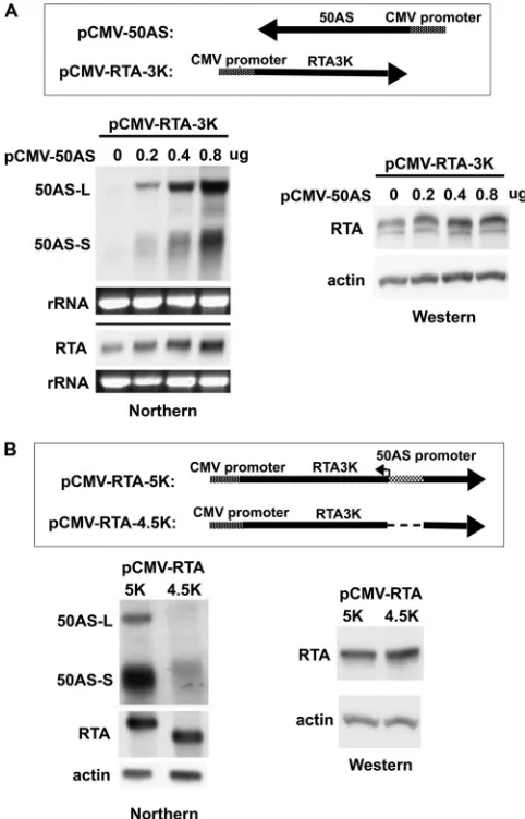 FIG. 3. 50AS RNAs have no effect on RTA expression level intransient transfection assays