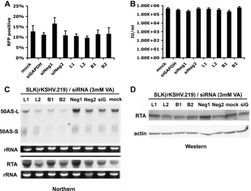FIG. 4. Analysis of siRNA-mediated knockdown of 50AS RNAs in SLK(rKSHV.219) cells. SLK endothelial cells expressing a recombi-nant KSHV virus with RFP under the control of a lytic promoter [SLK(rKSHV.219] were transfected with no siRNA (mock), negative-