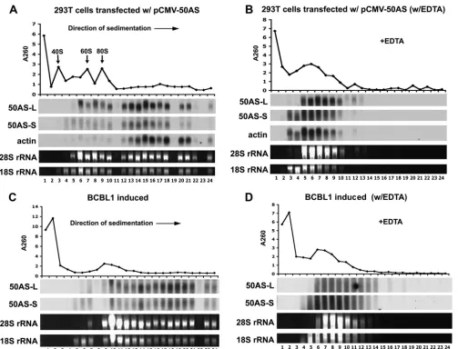 FIG. 5. 50AS transcripts are associated with polyribosomes. (A, B) 293T cells transfected with pCMV-50AS were subjected to polyribosomalfractionation assays without (A) or with (B) EDTA treatment