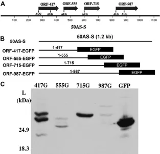 FIG. 6. GFP fusion proteins are expressed from two potential open reading frames (ORFs) of 50AS-S RNA