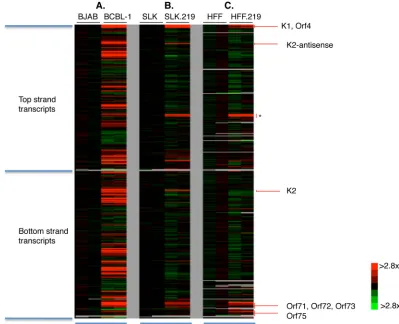 FIG. 2. KSHV transcriptome analysis during latent infection. KSHV tiling microarray data (ordered by genome position) are displayed for13,746 unique probes