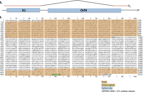 FIG. 5. K1 transcript structure. (A) The K1 transcript structure is based on RT-PCR and 3�RACE analysis performed by Bowser et al