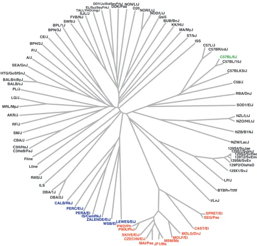 Figure 3.—A phylogeny of the 94 Mouse HapMap strains. The domesticus wild-derived strains are in blue, and the non-domesticuswild-derived strains are in red