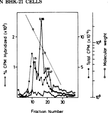 FIG.7.fromgelspresent(5HBshowswaslegendamountFig.countsnate,thymus pg Analysis of Ad12-specific RNAisolated HB cells by electrophoresis on polyacrylamide in 98% formamide