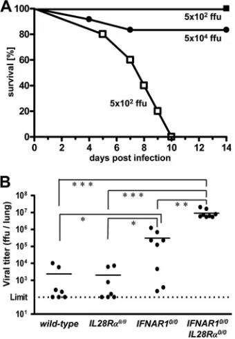 FIG. 3. Mice lacking functional receptors for both IFN-�IFN-day 4 following intranasal infection with 8Piments are shown