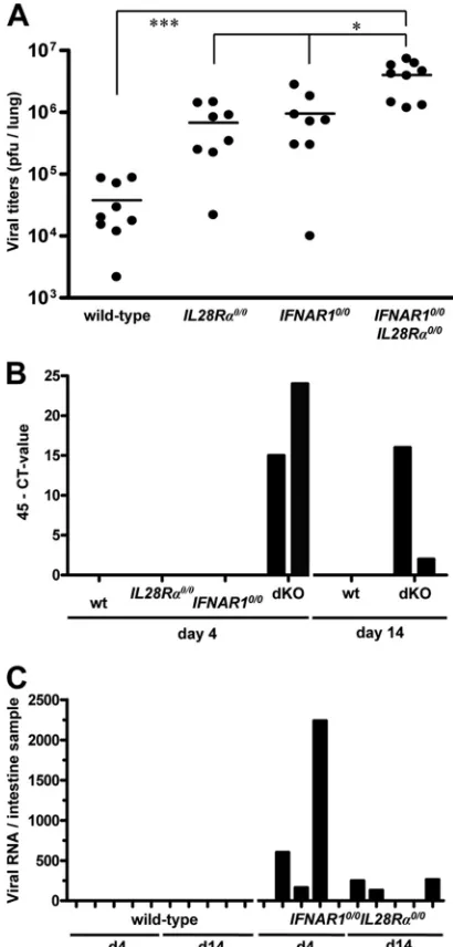 FIG. 8. IFN-� contributes to restriction of SARS-CoV replicationin both lungs and intestinal tracts of mice