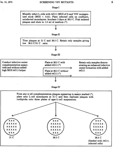 FIG.1.theindicate Screening procedure used to select potential complementation-dependent mutants