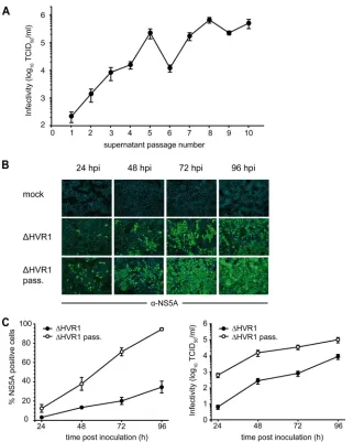 FIG. 2. Serial cell culture passage of an ��Subsequently, cell-free culture ﬂuids were passaged in naive Huh-7.5 cells every two to three days in total for 10 serial rounds of passaging.Infectivity of the respective culture ﬂuid at the time of passaging wa