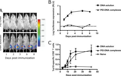 FIG. 1. Kinetics of in vivoDNA or plasmid DNA expressing the HIV-1 HXB2 gp120 protein either in solution or complexed to PEI