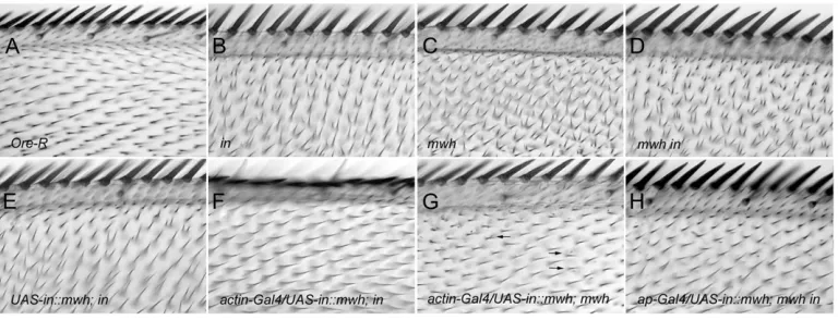 Figure 4.—The InTMwh