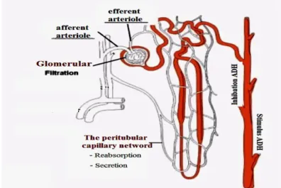 Fig. 1. Functioning of the nephron 