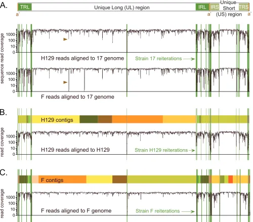 FIG. 1. Overview of genome coverage for HSV-1 strains F and H129, relative to strain 17 or to their own newly assembled genomes.(A) Diagram of the HSV-1 genome structure, with two unique regions (long and short), each ﬂanked by a pair of terminal repeats