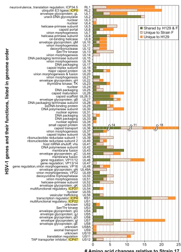 FIG. 3. Coding sequence variation across the HSV-1 proteome. Histogram depicting the total number of amino acid differences observed instrains F and H129, relative to the reference strain 17, for every protein in the HSV-1 genome