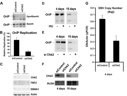 FIG. 1. Chk2 depletion inhibits OriP DNA replication and plasmid maintenance. (A) HCT116 cells were cotransfected with siControl or siChk2siRNA and with OriP plasmid-coexpressing EBNA1 and assayed for transient DNA replication