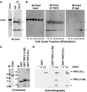 FIG. 4. Chk2 binds TRF2 in a cell cycle-dependent manner and phosphorylates TRF2 in vitrosubjected to immunoprecipitation with antibodies to TRF2 or control IgG and then assayed by Western blotting for Chk2